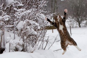 Такое случается только зимой!