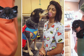 45 фотографий о преимуществах работы ветеринаром