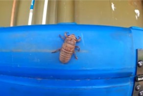 Цикада покидает экзоскелет личинки