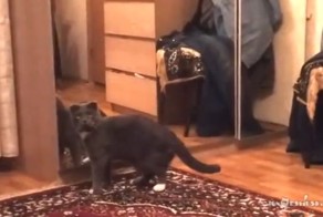 Кот осознал, что он кот