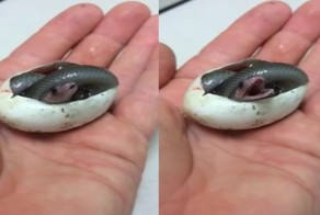 Крошечная змея делает свой первый глоток воздуха после появления на свет