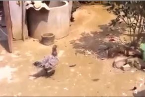 Петя, не раскачивай!