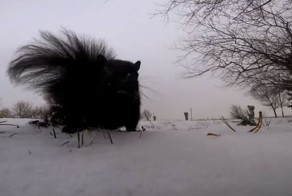 Это определенно лучший фильм о жизни белки