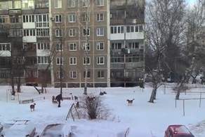 Нападение бродячих собак на прохожего в пермском дворе