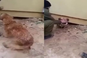 Вот что значит материнский инстинкт! Собака отчаянно пытается спасти своих щенков