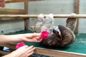  Она предложила ленивцу лакомство, но он хотел что-то другое