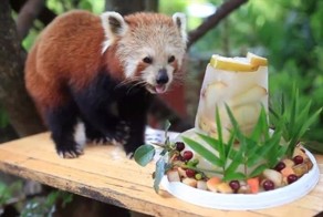 Красная панда с размахом отпраздновала своё 16-летие  