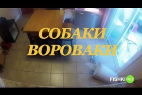 Собаки-Вороваки