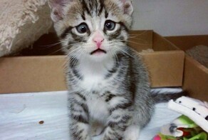 Бум — котёнок, родившийся с постоянно обеспокоенным выражением мордочки