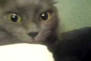 Мистер кот и мороженое 