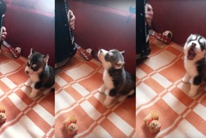  Они нашли друг друга! Щенок запел вместе с отцом