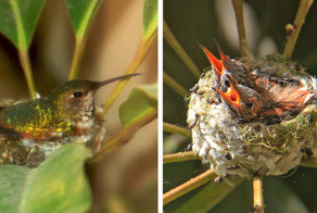 Первые дни жизни колибри 