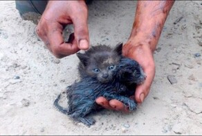 Героический человек спас двух беспомощных котят из разлива нефти
