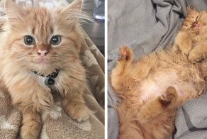 С мордочки этой кошки не сходит улыбка с того дня, как ее забрали из приюта 