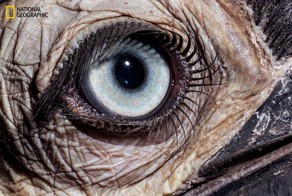 «Внутри глаза: наиболее изысканные творения природы». Макрофотографии Дэвида Лииттшвагера