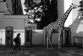Фотограф выразил всю сущность толерантного общества в серии фото "Зоопарк на улицах"