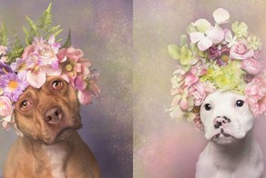 Очаровательные питбули: фотограф решила изменить негативное отношение к этой породе!