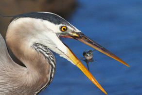 Грациозные цапли в полете крупным планом — захватывающее зрелище