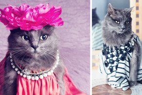 Сложно поверить, но когда-то эту кошку-модницу нашли полуживой на улице