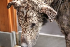 Эта несчастная окаменевшая собака никогда не думала, что ее кто-то полюбит