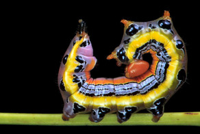 Гусеницы: какие они вблизи