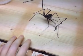 Хозяин играет с милым жгутоногим паучком