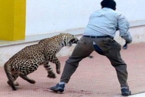 В индийской международной школе леопард напал на людей