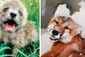 Самая жизнерадостная домашняя лиса в мире