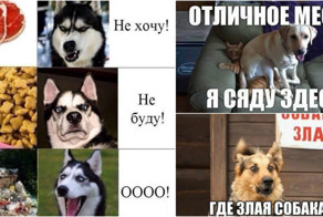 Истинные желания собак не поддаются никакой логике!