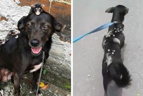 Собака стала мамой для маленьких опоссумов и катает их на спине