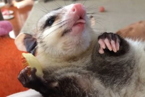 Ты — не ты, когда голоден! Этот ленивый опоссум даже ест лёжа!