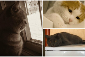 25 котиков, которые внезапно приуныли