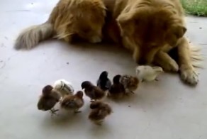 Смотреть, как эта собака нянчит цыплят сплошное умиление!