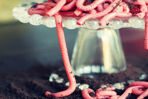 Милые черви - как с ними подружиться и научиться их готовить