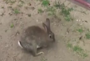  Вы ни за что не догадаетесь, что может прятать зайчиха в потайной норке