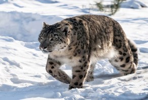 Редчайшая встреча со снежным барсом в горах Кашмира