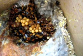 Открывает он, а страшно мне. Как выглядит настоящее шмелиное гнездо