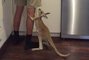 Крошечный кенгуру настойчиво требует молока 