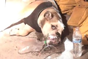 Лос-Анджелесские пожарные спасли собаку из горящего здания и утешили ее 