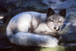 Красная книга России