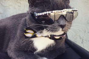 Эта кошка носит темные очки по особенной причине