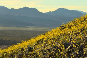 Впервые за много лет цветет Долина смерти 