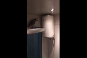 Случайно залетевший в квартиру попугай обматерил хозяев 