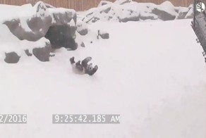 Вот как надо радоваться первому снегу