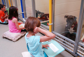 Дети успокаивают собак из приюта, читая им книги