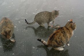 Рыбалка с котами
