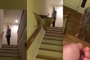 Пять секунд, полёт нормальный: белка-летяга в действии!