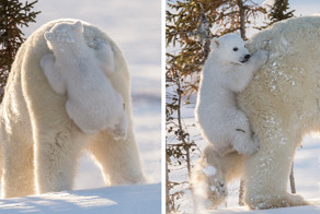 45 очаровательных полярных медвежат, отмечающих свой международный праздник