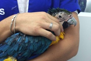 Попугаю по имени Гиги напечатали клюв из титана
