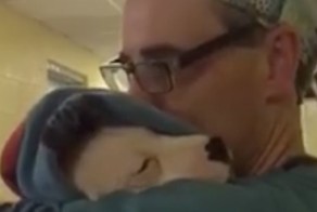 Этот перепуганный щенок не переставал скулить после операции. То, как его успокоил ветеринар, заслуживает аплодисментов!